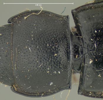 Media type: image;   Entomology 24480 Aspect: pronotum dorsal